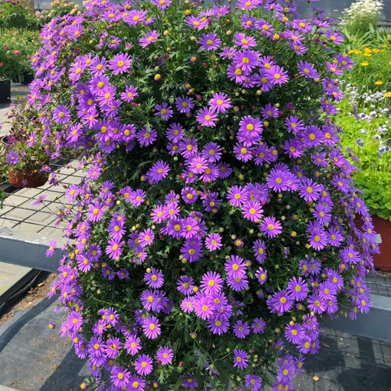 百萬(wàn)小鈴的扦插方法，小木槿扦插多久生根?