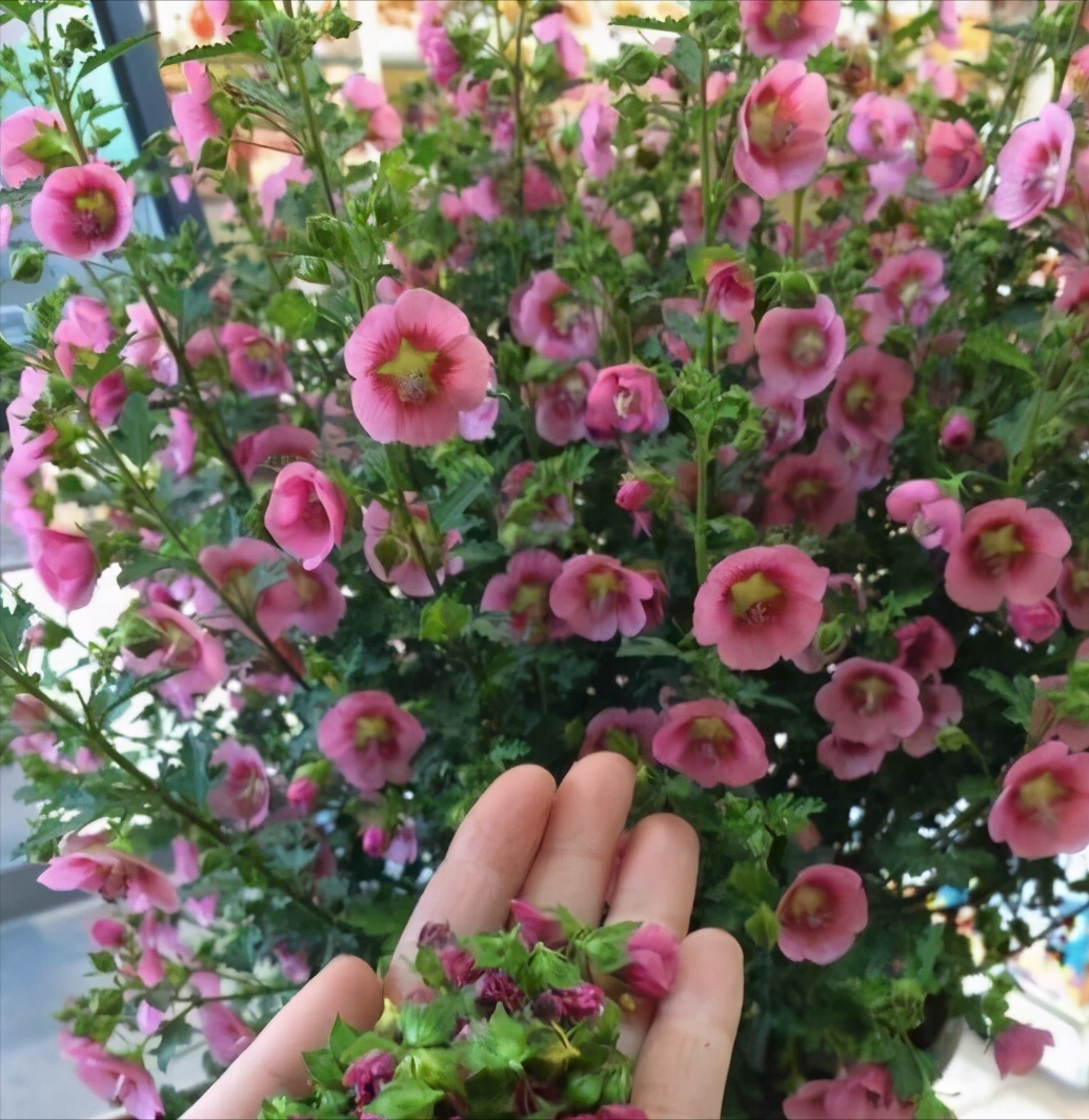 百萬(wàn)小鈴的扦插方法，小木槿扦插多久生根?