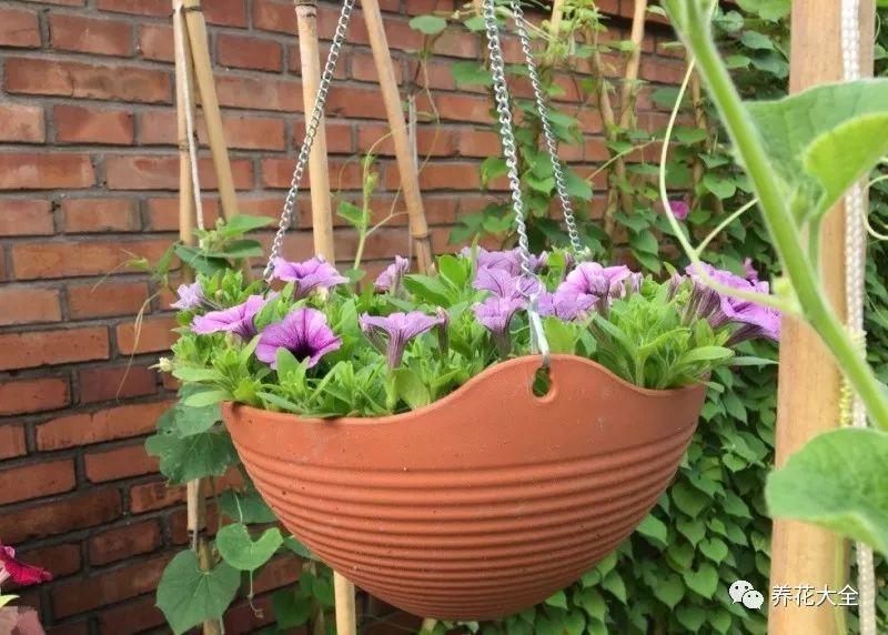 百萬(wàn)小鈴的繁殖方法，什么時(shí)候扦插，金魚(yú)吊蘭的扦插方法和注意事項?