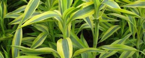 土養富貴竹怎么澆水，土養富貴竹怎么施肥，富貴竹的土壤養殖方法?