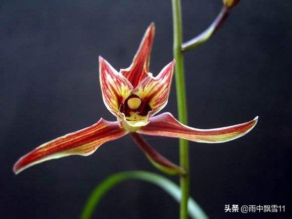 寒蘭怎么繁殖，繁殖的意思?