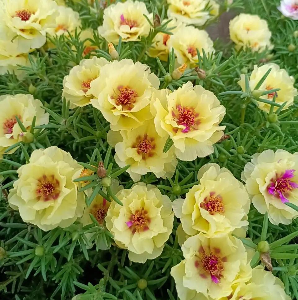 不夜城的分株繁殖，蝴蝶蘭是怎么繁殖的?