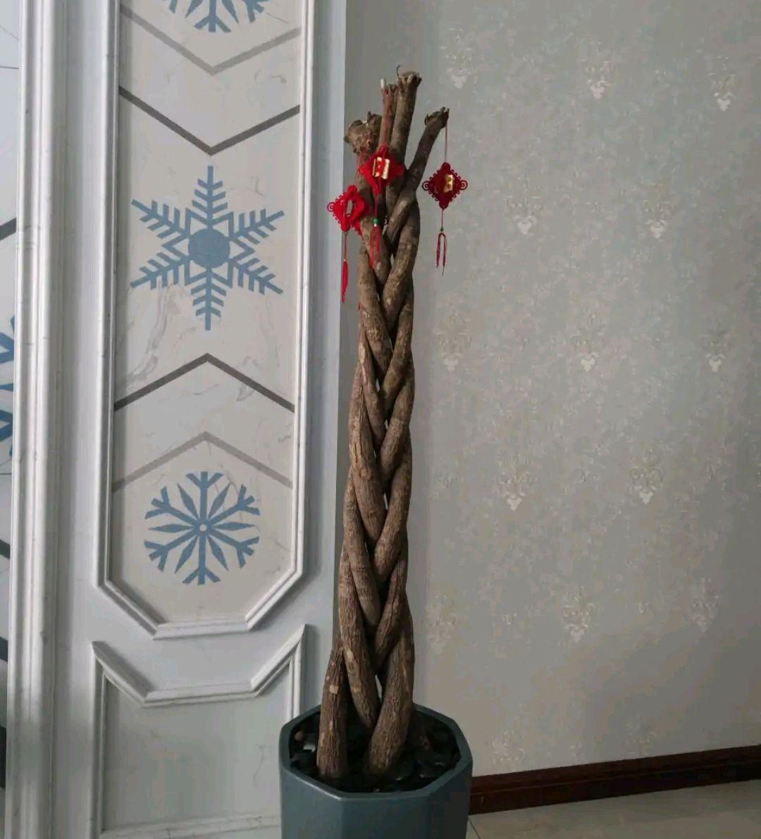 不夜城的分株繁殖，蝴蝶蘭是怎么繁殖的?