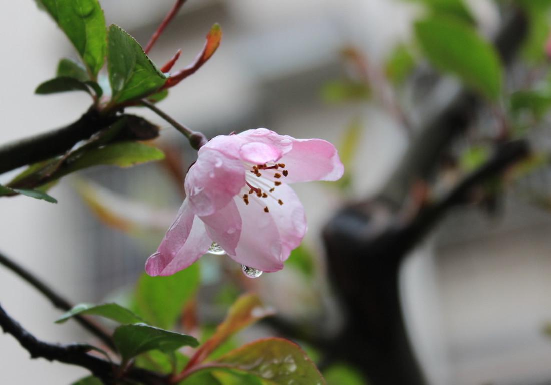 怎么讓垂枝海棠二次開(kāi)花，皇家美人垂枝海棠?