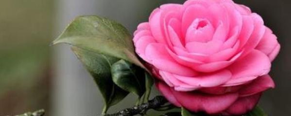 茶花播種到開(kāi)花的時(shí)間，茶花播種時(shí)間，茶花為什么花苞不開(kāi)花?