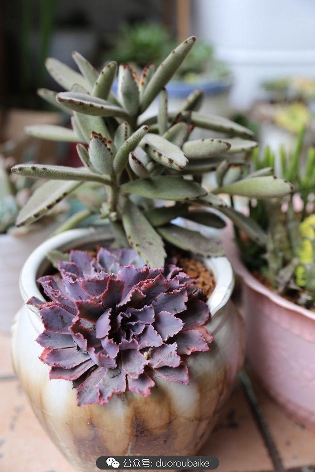 多肉白鳥(niǎo)怎么施肥，白鳥(niǎo)多肉爆盆?