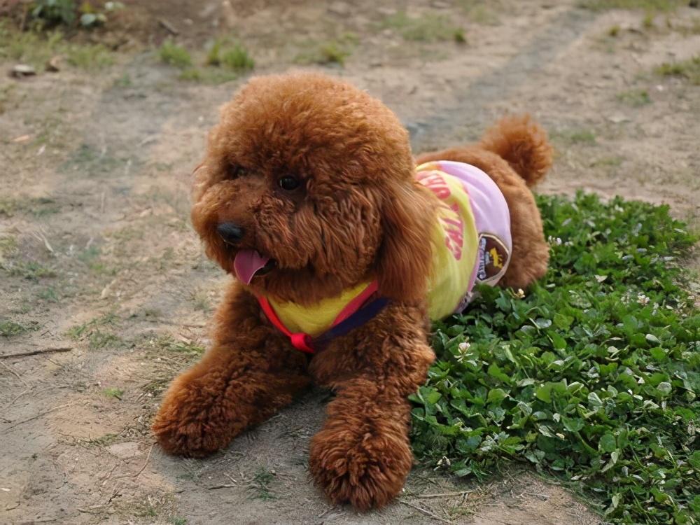 泰迪怕冷還是怕熱(泰迪夏天怎么過(guò)) 泰迪怕冷還是怕熱(泰迪夏天怎么過(guò))