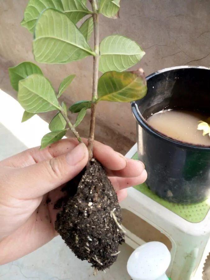 茶花壓條多久生根，空中壓條繁殖技術(shù)，臘梅壓條繁殖時(shí)間?