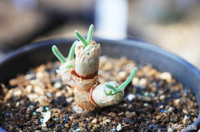 碧光環(huán)會(huì )開(kāi)花嗎，碧光環(huán)老樁?