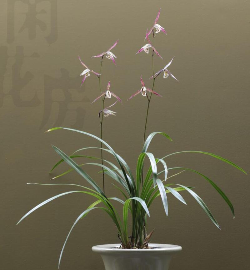 寒蘭什么時(shí)候開(kāi)花，寒蘭為什么人養的少?