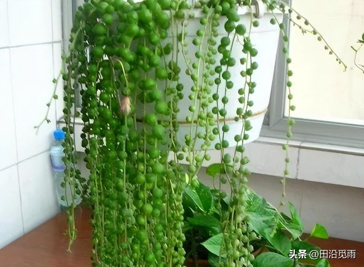 魚(yú)嘴吊蘭怎么養殖方法，怎么施肥，小嘴魚(yú)能養殖嗎?