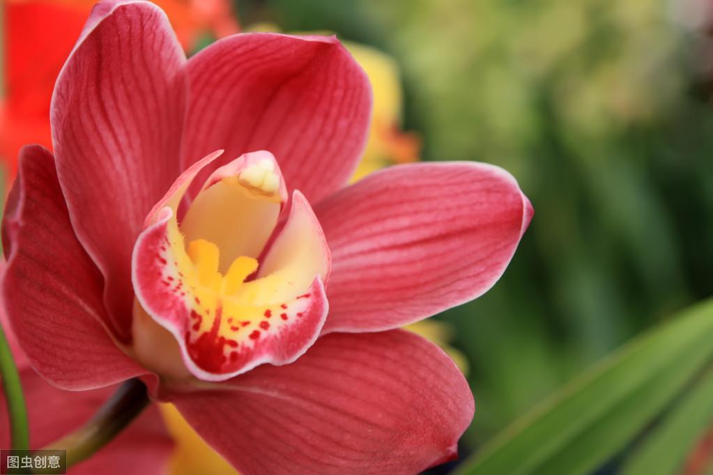 大花蕙蘭怎么澆水，大花蕙蘭能曬太陽(yáng)嗎?