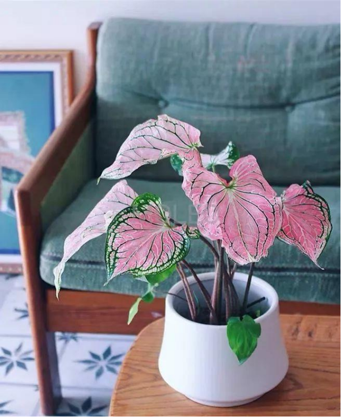 百合沒(méi)有陽(yáng)光能開(kāi)花嗎，花期需要曬太陽(yáng)嗎，什么花常年開(kāi)花又耐陰?