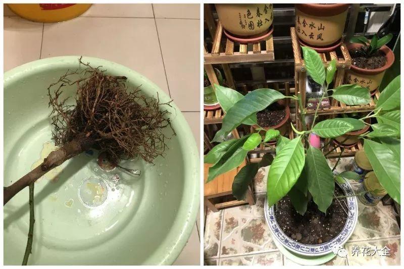 白蘭花什么時(shí)候開(kāi)花，地栽白蘭花過(guò)冬?