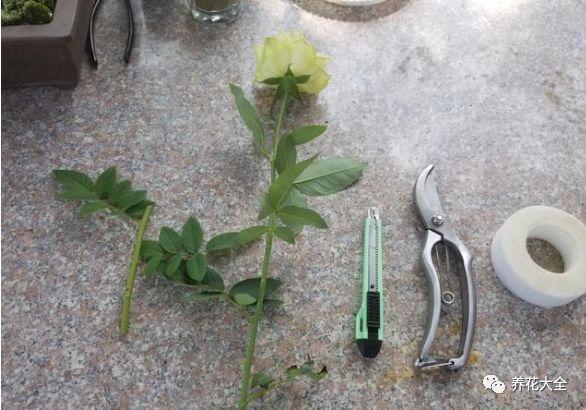 茶梅怎么扦插，茶梅扦插生根最快方法?