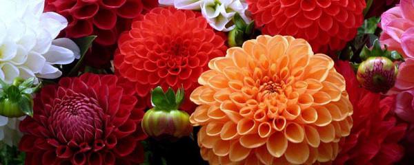 大麗花春天怎么澆水，巨花型大麗花?