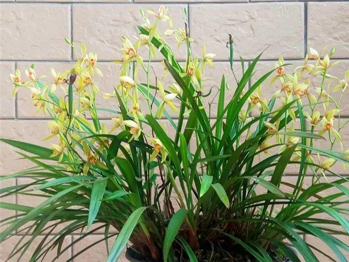 春蘭怎么養才能開(kāi)花，春蘭品種大全?