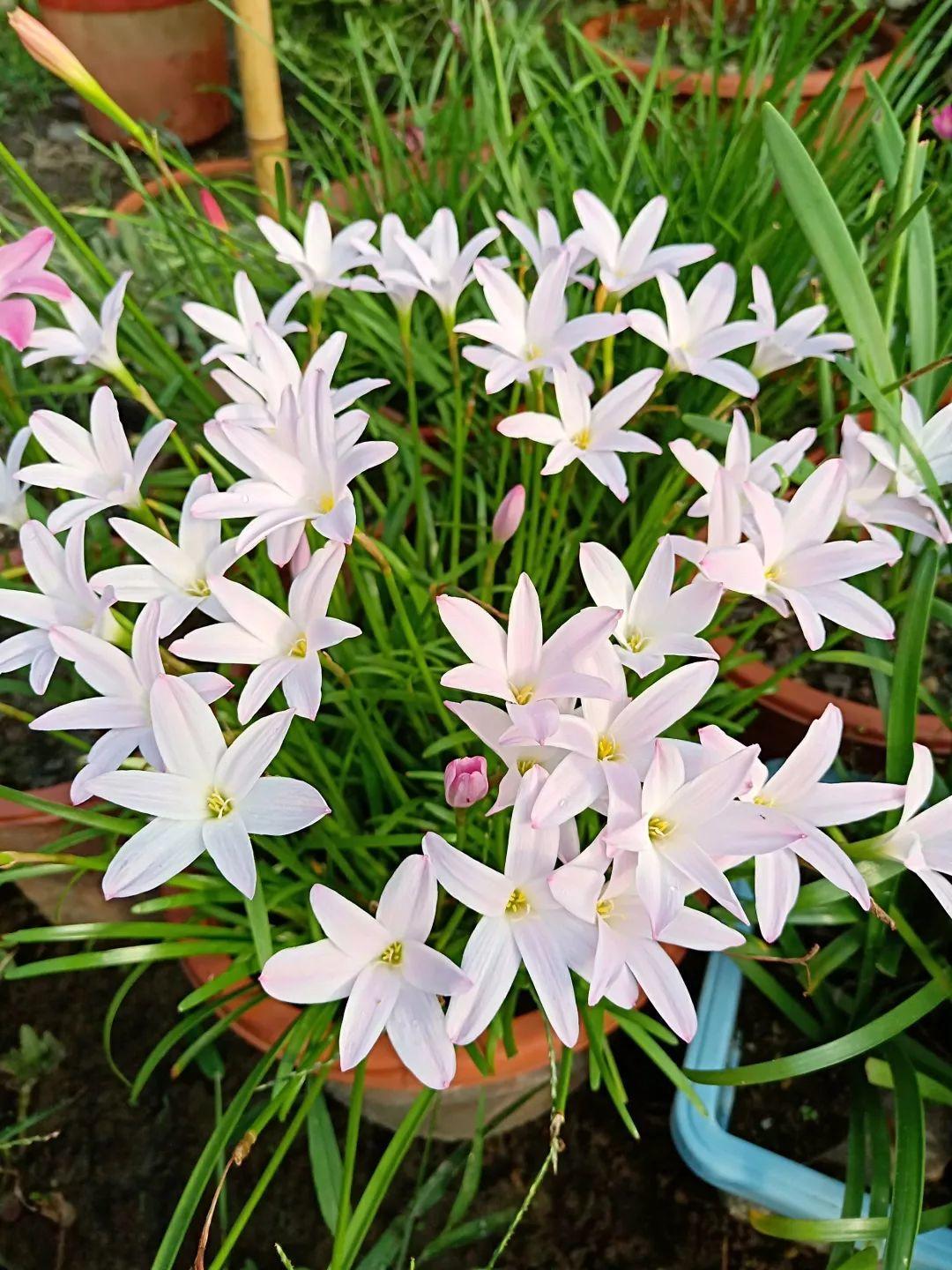 蔥蘭什么時(shí)候開(kāi)花，蔥蘭和韭蘭的區別?