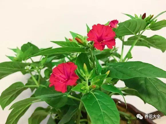 茶梅怎么扦插，茶梅扦插生根最快方法?