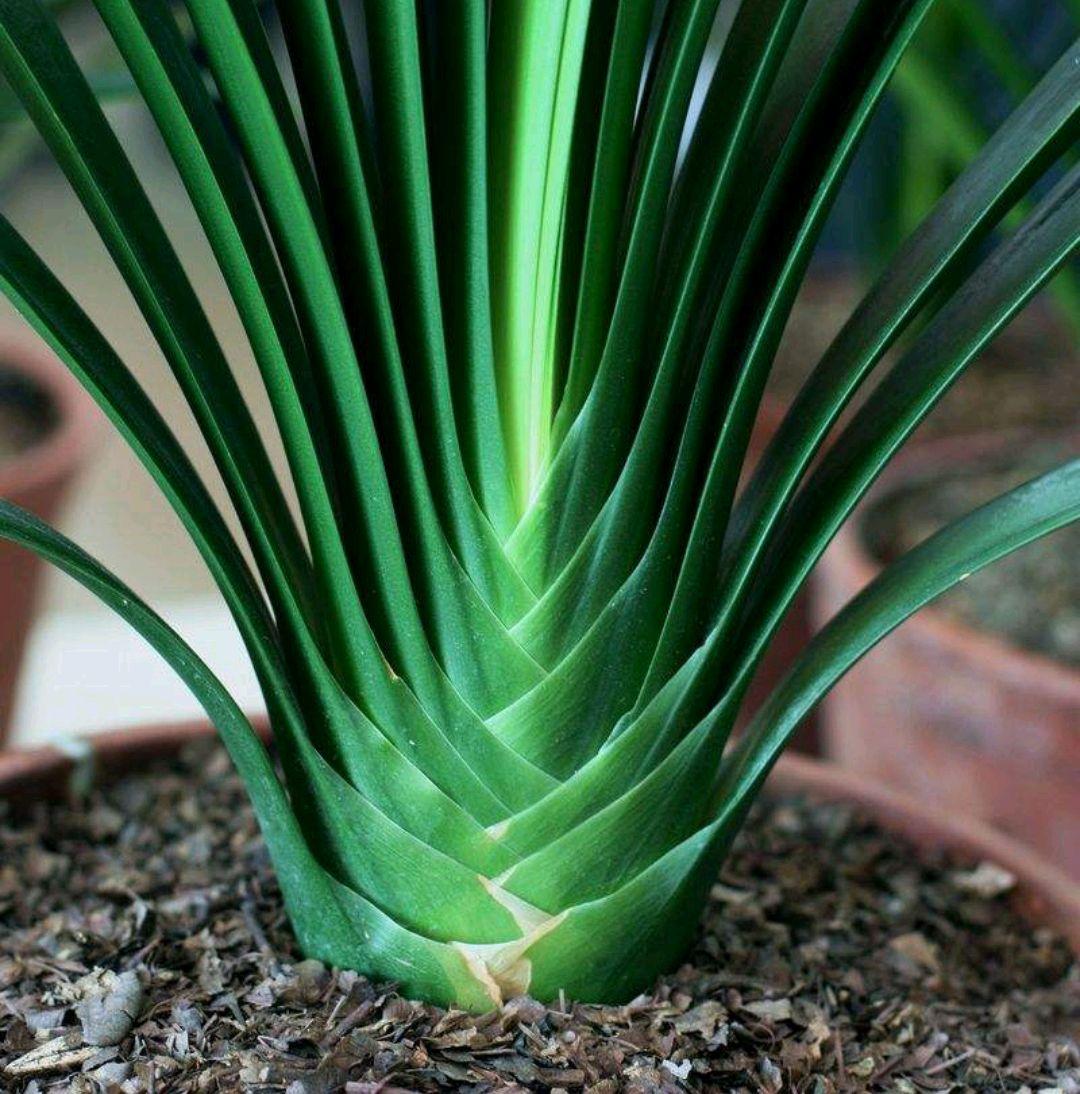 不夜城的分株繁殖，蝴蝶蘭是怎么繁殖的?