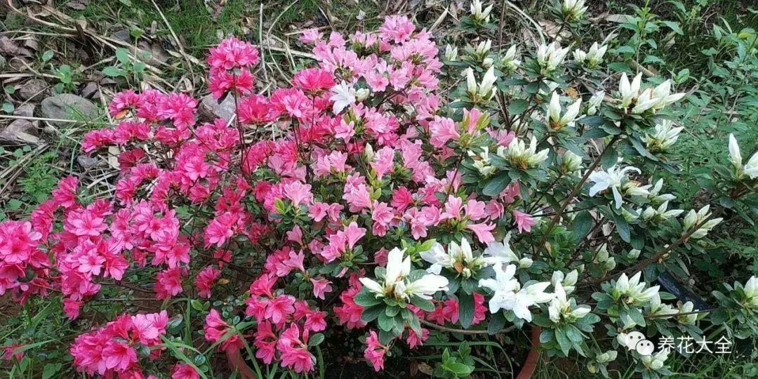 怎么讓杜鵑花開(kāi)花，開(kāi)花前用什么肥，什么肥能讓花卉快速生長(cháng)?