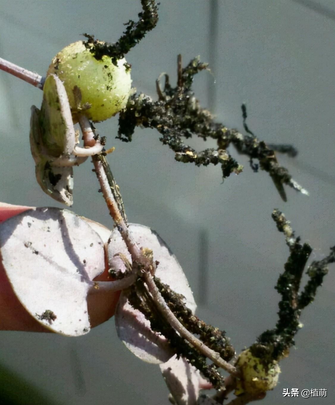 愛(ài)之蔓怎么繁殖，愛(ài)之蔓怎么爆盆?