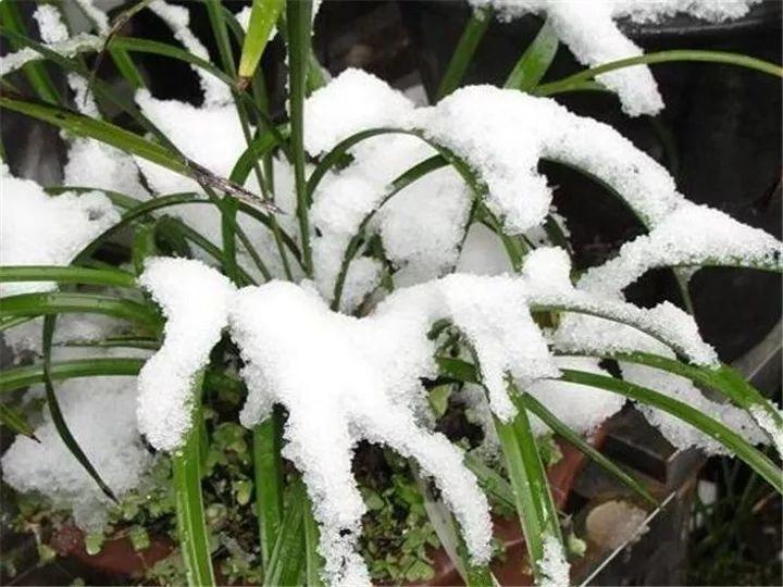 春蘭怎么養才能開(kāi)花，春蘭品種大全?