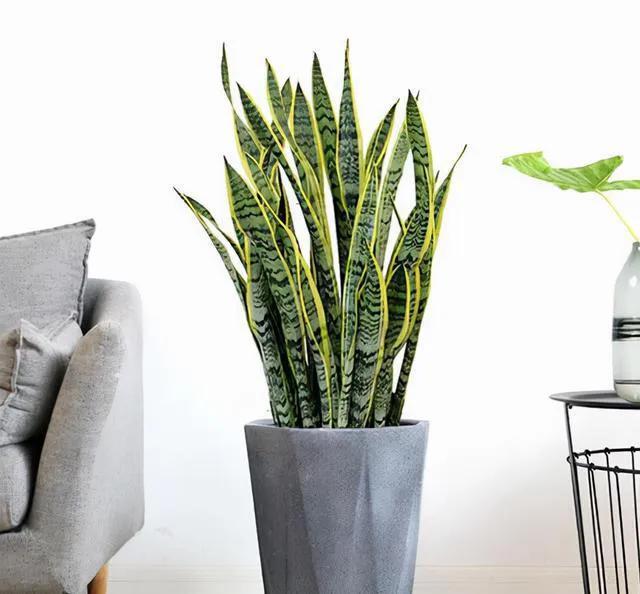 不夜城的分株繁殖，蝴蝶蘭是怎么繁殖的?