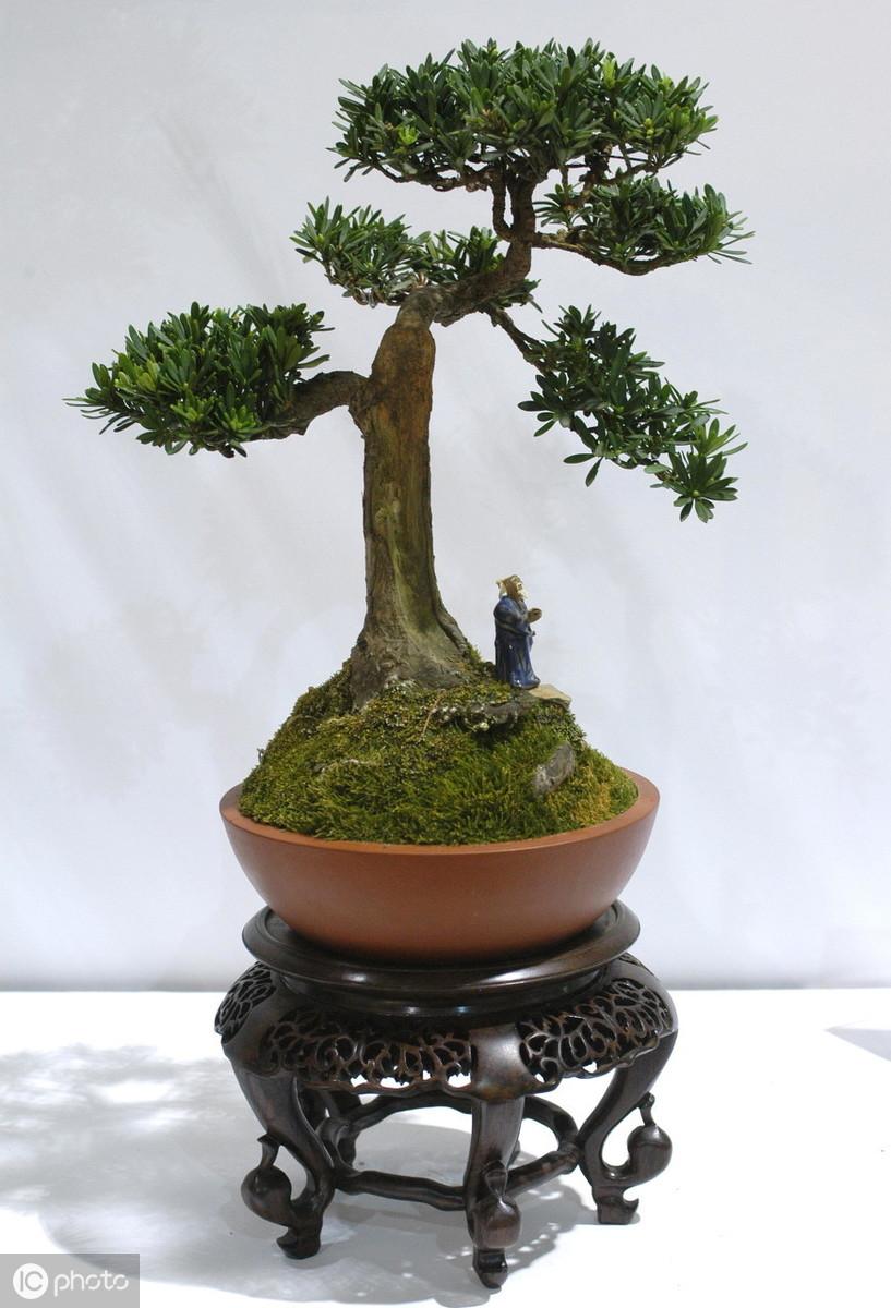 澳洲杉的繁殖方法，澳洲杉怎么扦插視頻?