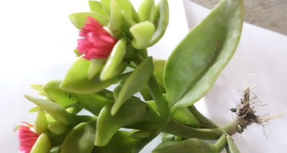 怎么讓牡丹吊蘭爆盆，怎么扦插，牡丹吊蘭水培圖片?