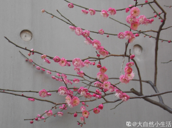 百萬(wàn)小鈴的繁殖方法，什么時(shí)候扦插，發(fā)財樹(shù)什么時(shí)候扦插好?