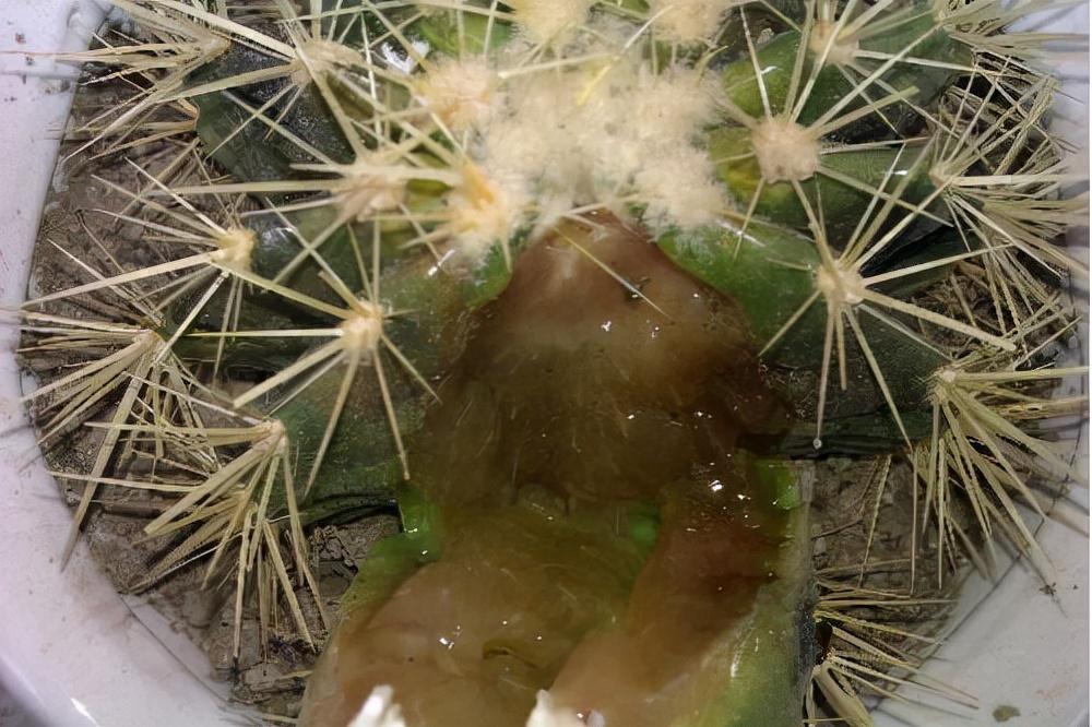 不夜城的分株繁殖，蝴蝶蘭是怎么繁殖的?