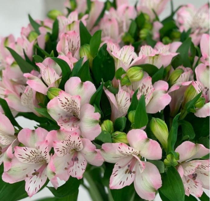 百合沒(méi)有陽(yáng)光能開(kāi)花嗎，花期需要曬太陽(yáng)嗎，什么花常年開(kāi)花又耐陰?