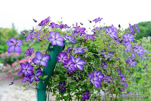 長(cháng)春蔓開(kāi)花嗎，長(cháng)春蔓和常春藤一樣嗎?