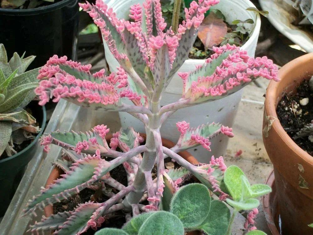 落地生根怎么養才能開(kāi)花，長(cháng)壽花怎么養才能爆盆?