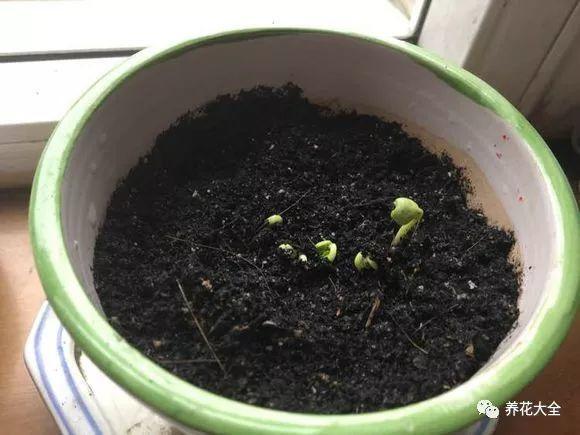 茶梅怎么扦插，茶梅扦插生根最快方法?