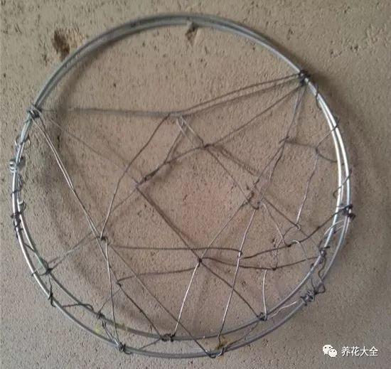 百萬(wàn)小鈴的繁殖方法，什么時(shí)候扦插，金魚(yú)吊蘭的扦插方法和注意事項?