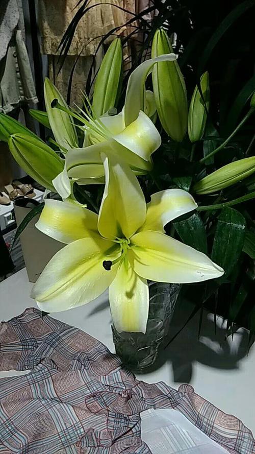 百合花長(cháng)太高怎么處理，百合徒長(cháng)能導致不開(kāi)花嗎，百合打頂圖解?