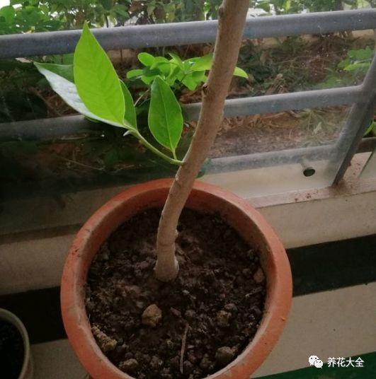 白蘭花什么時(shí)候開(kāi)花，地栽白蘭花過(guò)冬?