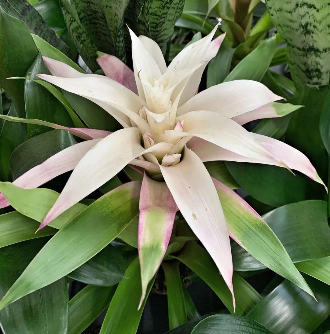 鴻運當頭怎么養長(cháng)得快，如何進(jìn)行繁殖，鴻運當頭花怎么養繁殖?