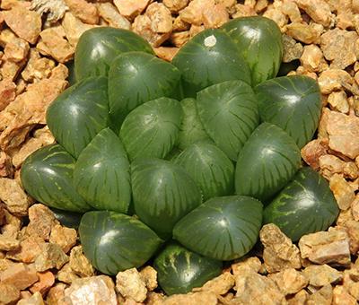 冰燈玉露怎么施肥，冰燈玉露怎么爆盆?