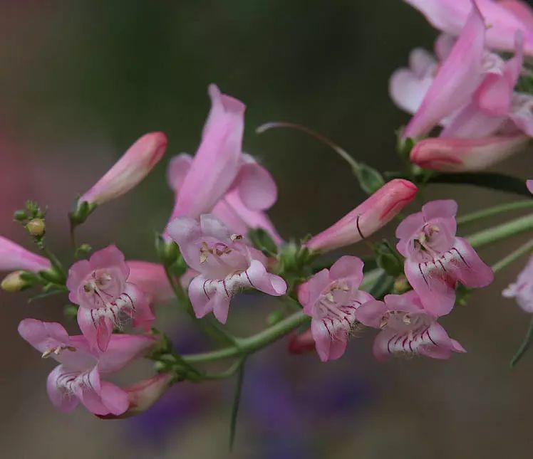 釣鐘柳的繁殖方法詳解，釣鐘柳圖片?