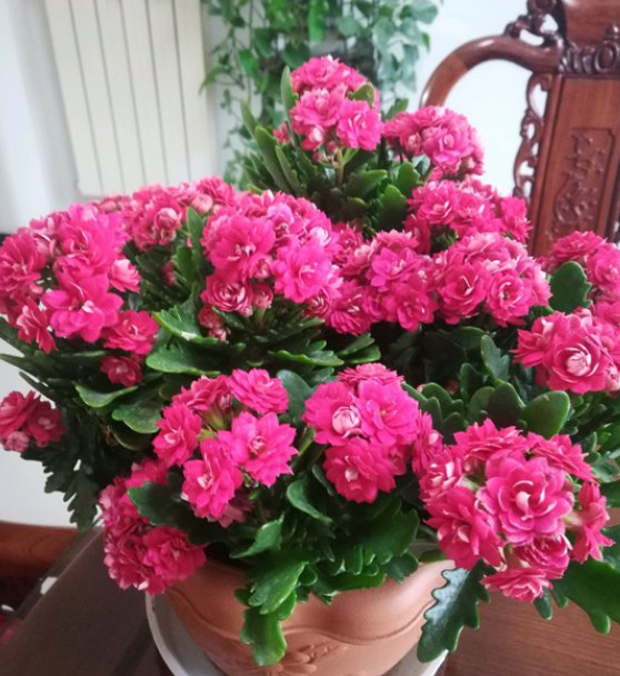 長(cháng)壽花怎么養才能開(kāi)花，不開(kāi)花是什么原因呢，如何讓長(cháng)壽花爆盆開(kāi)花?