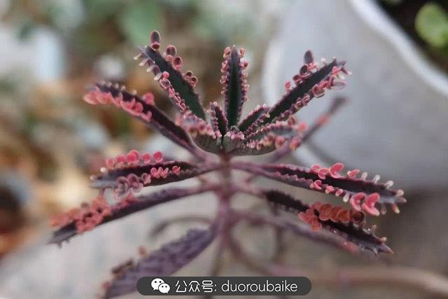 多肉白鳥(niǎo)怎么施肥，白鳥(niǎo)多肉爆盆?