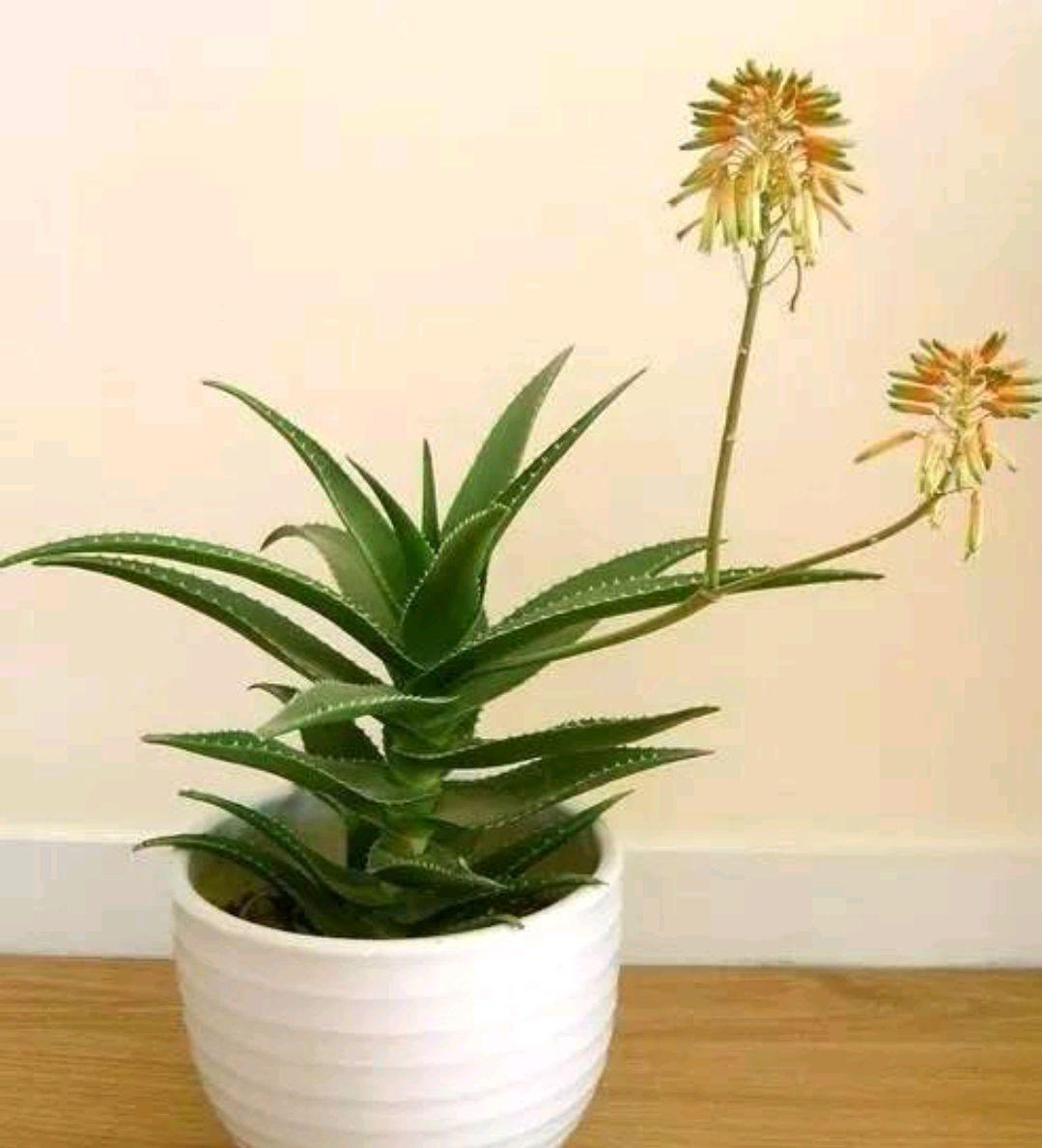 不夜城的分株繁殖，蝴蝶蘭是怎么繁殖的?