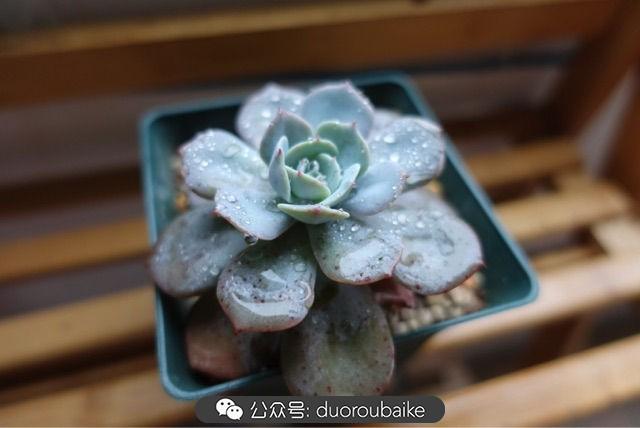 多肉白鳥(niǎo)怎么施肥，白鳥(niǎo)多肉爆盆?