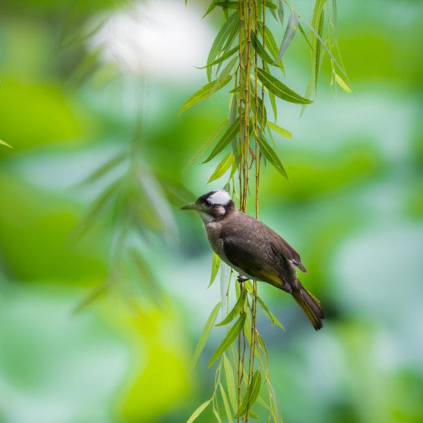 白頭翁的繁殖方法，白頭翁怎么分公母?