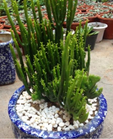 百合沒(méi)有陽(yáng)光能開(kāi)花嗎，花期需要曬太陽(yáng)嗎，什么花常年開(kāi)花又耐陰?