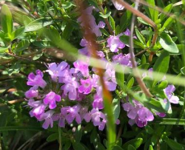 百里香的繁殖方法，百里香水培生根?