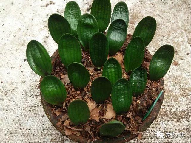 茶梅怎么扦插，茶梅扦插生根最快方法?